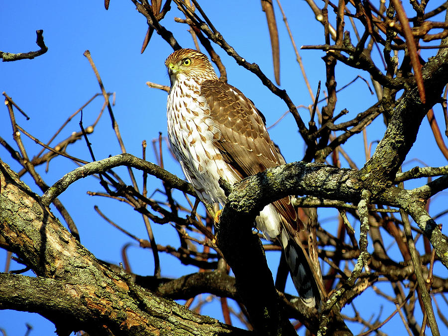 Coopers Hawk Keeping Watch Photograph by Linda Stern
