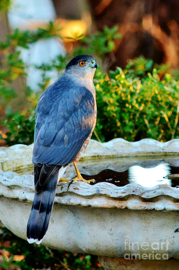 Coopers Hawk Photograph by Kelly Nowak