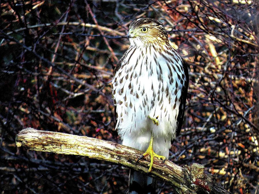 Coopers Hawk Photograph by Linda Stern
