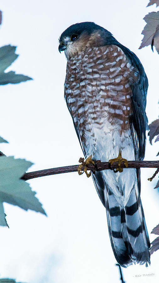 Wildlife Photograph - Coopers Hawk by Mick Anderson