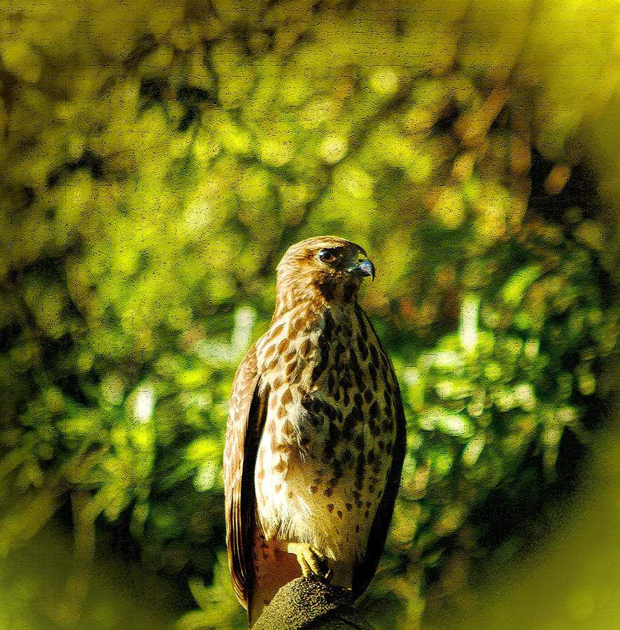 Coopers Hawk Photograph by Ola Allen