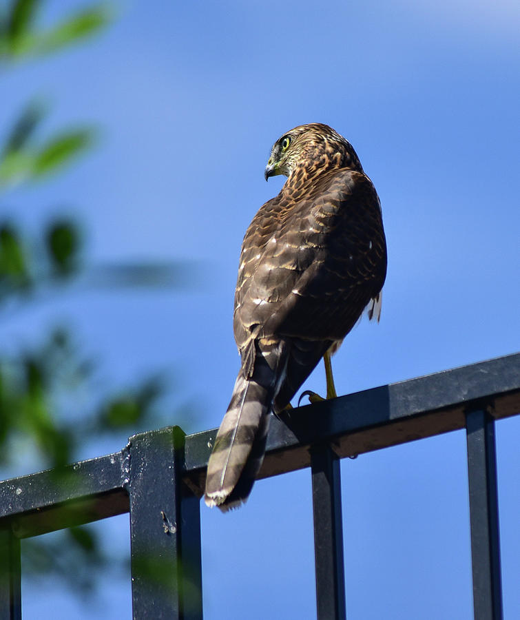 Coopers Hawk on Fence I Photograph by Linda Brody