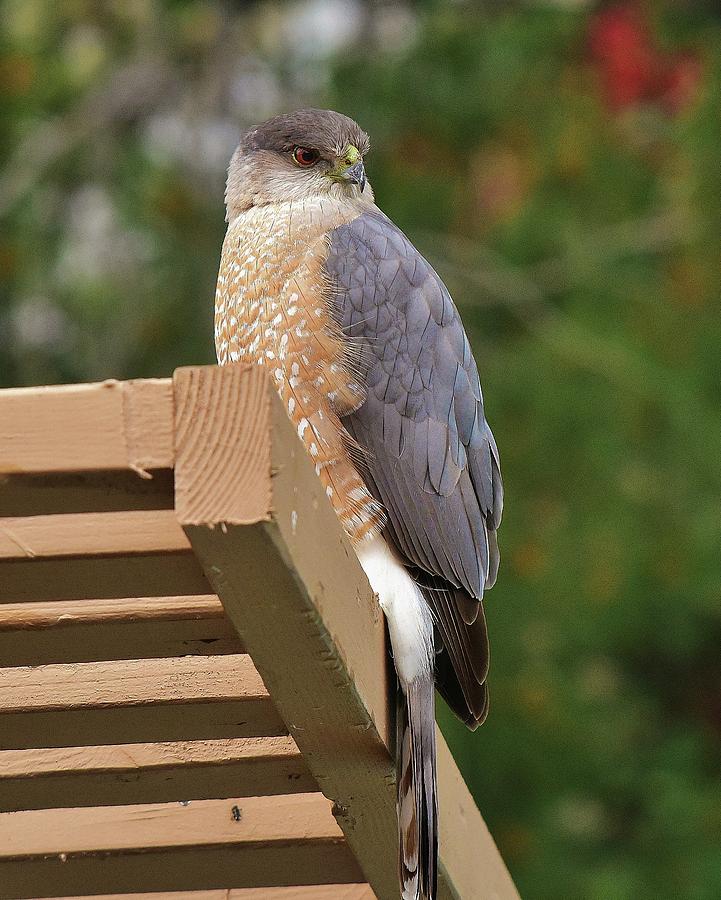 Coopers Hawk on Patio Cover 1 Photograph by Linda Brody