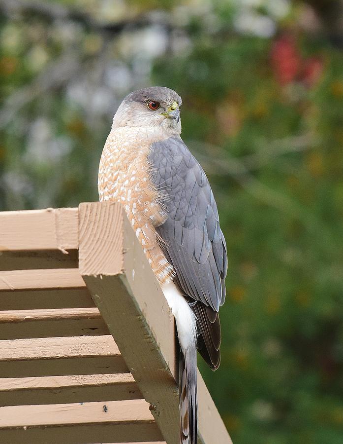 Coopers Hawk On Patio Cover 3 Photograph by Linda Brody