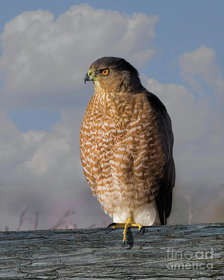 Coopers Hawk on the Watch Photograph by Priscilla Burgers