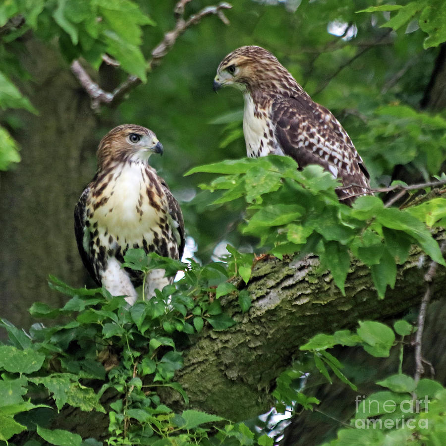 Coopers Hawk Pair 4 Photograph by Steve Gass