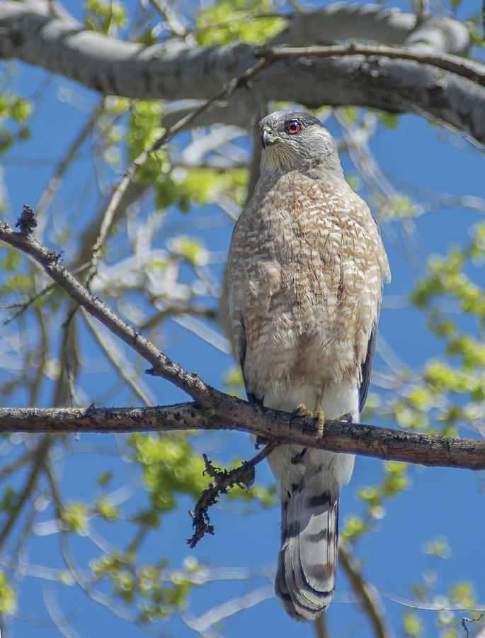 Coopers Hawk Perched in a Tree Photograph by Rick Mosher