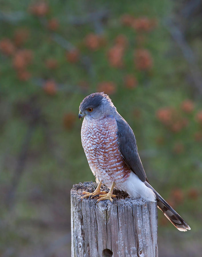 Coopers Hawk Perched Photograph by Mark Miller