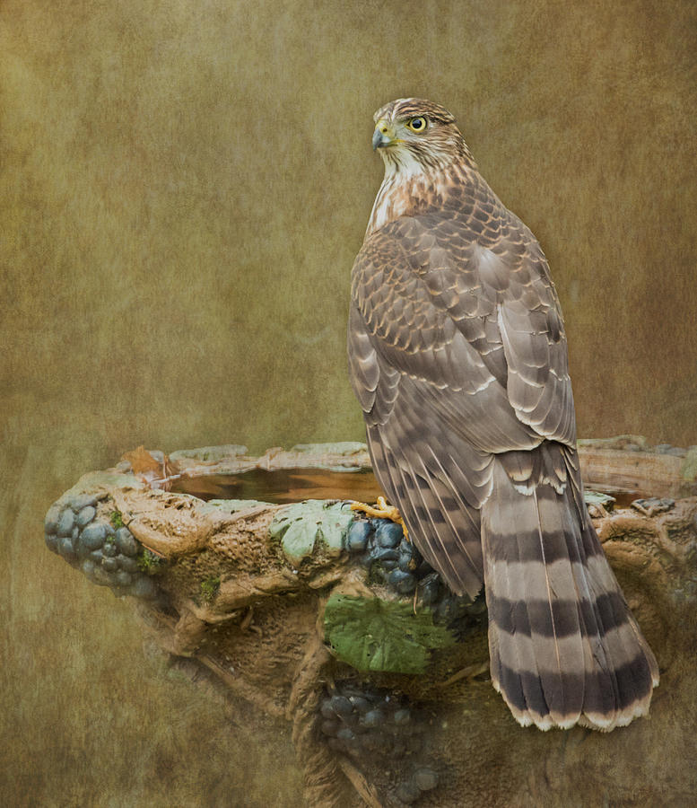 Coopers Hawk Portrait Photograph by Angie Vogel