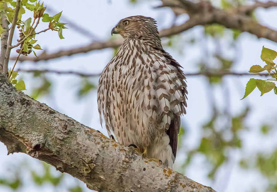 Coopers Hawk Profile Photograph by Marc Crumpler