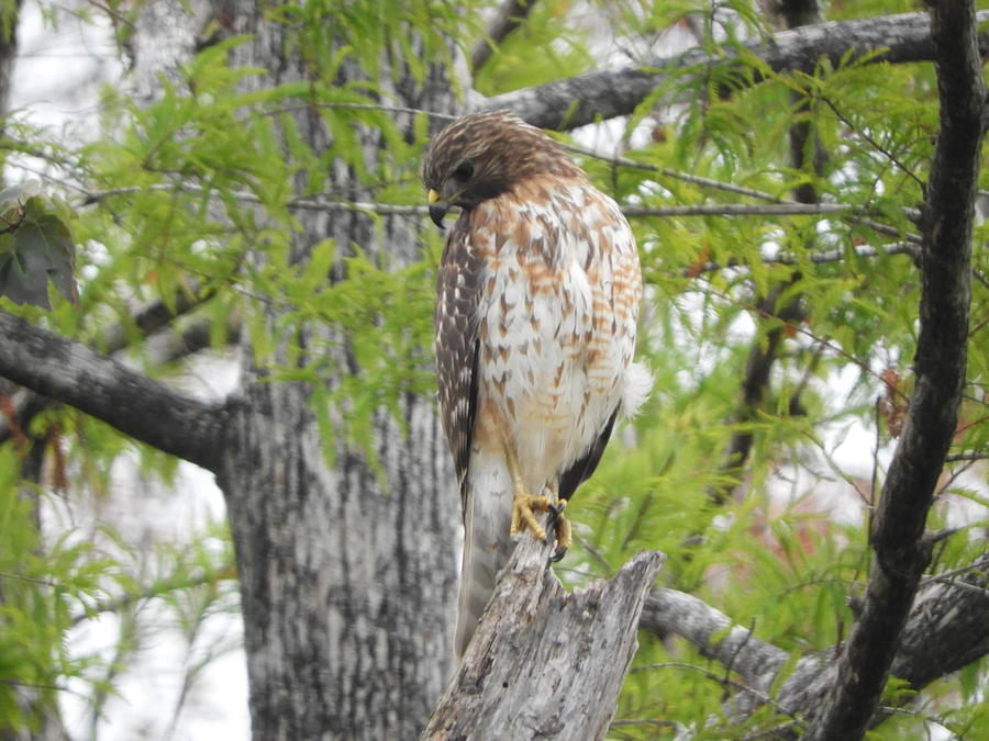 Hawk Photograph - Coopers Hawk by Red Cross Hawk Photograph - Coopers Hawk by Red Cross