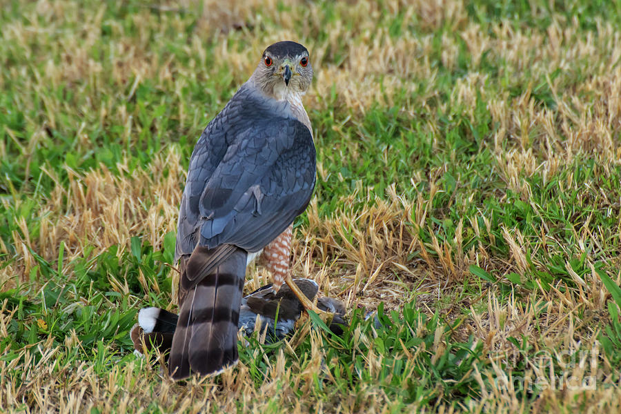 Cooper's Hawk #2 by Richard Smith Cooper's Hawk #2 by Richard Smith