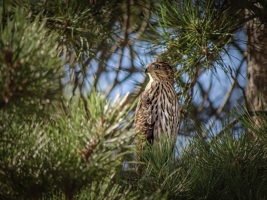 Coopers Hawk Photograph by Rick Mosher