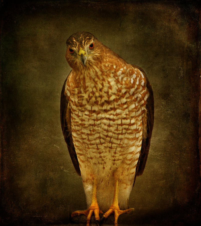 Hawk Photograph - Coopers Hawk by Sandy Keeton