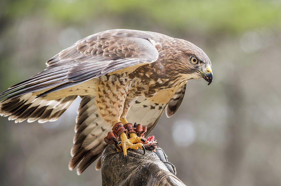 Cooper's Hawk by Serena Vachon Cooper's Hawk by Serena Vachon