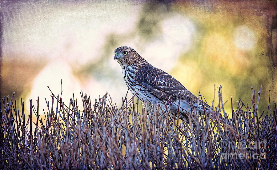 Coopers Hawk Photograph by Sharon McConnell