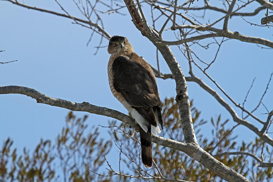 Hawk Photograph - Coopers Hawk by Stacey Steinberg
