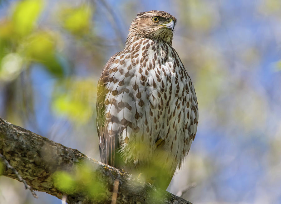 Coopers Hawk Stare Photograph by Marc Crumpler