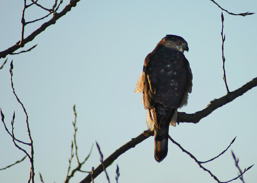 Coopers Hawk Photograph