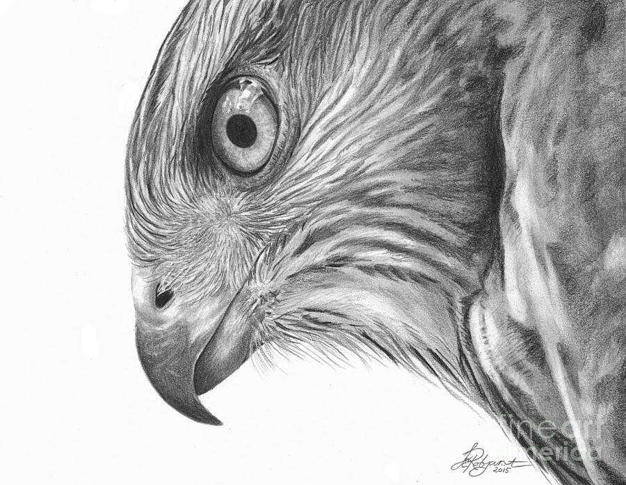 Coopers Hawk Drawing by Susan E Robjant | Fine Art America