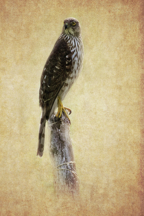 Coopers Hawk Textured Photograph by Bill Wakeley