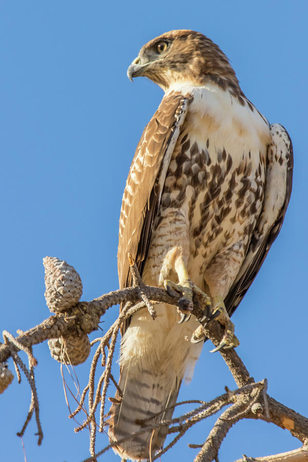 Wildlife Photograph - Coopers Hawk Vertical by Marc Crumpler