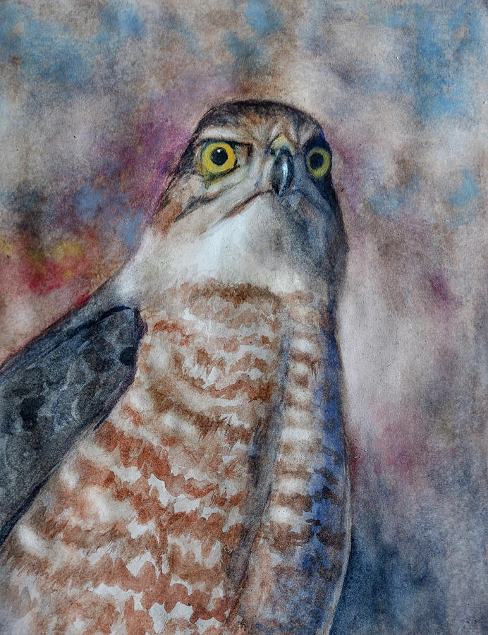 Coopers Hawk WC Painting by Rick Mosher