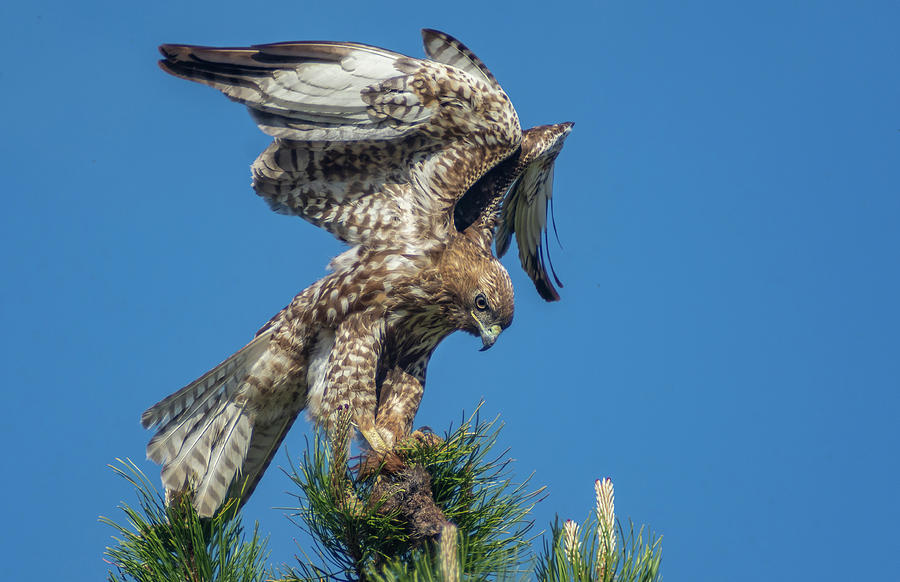 Red Tailed Hawk with Prey 1 Photograph by Rick Mosher