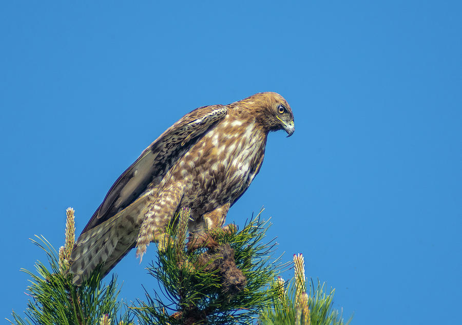 Red Tailed Hawk with prey 2 Photograph by Rick Mosher