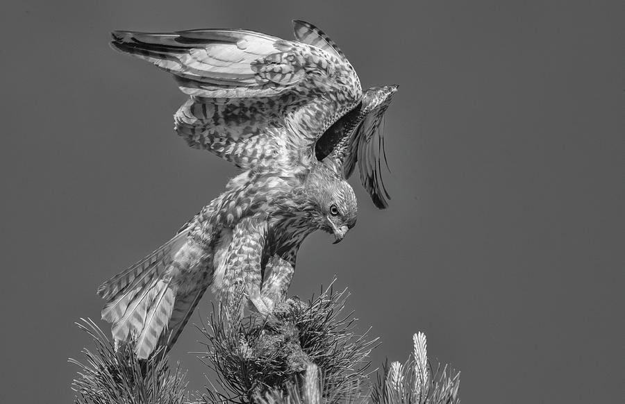 Red Tailed Hawk with Prey BW1 Photograph by Rick Mosher