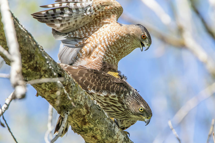 Coopers Hawks Mating 2 Photograph by Marc Crumpler