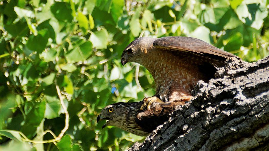 Coopers Hawks Mating Photograph by Dennis Boyd