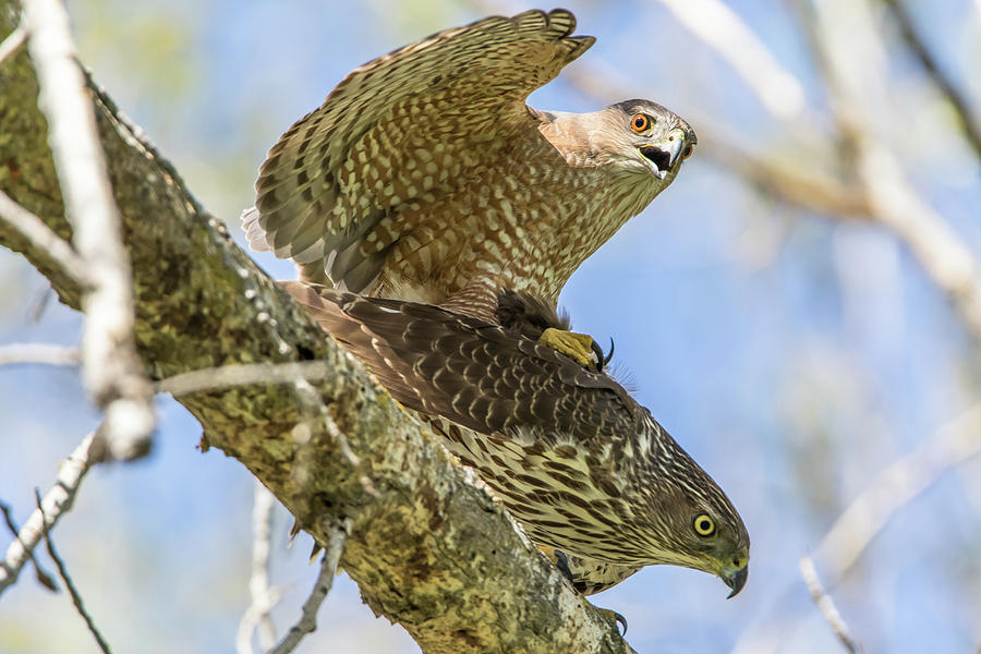 Coopers Hawks Mating Photograph by Marc Crumpler