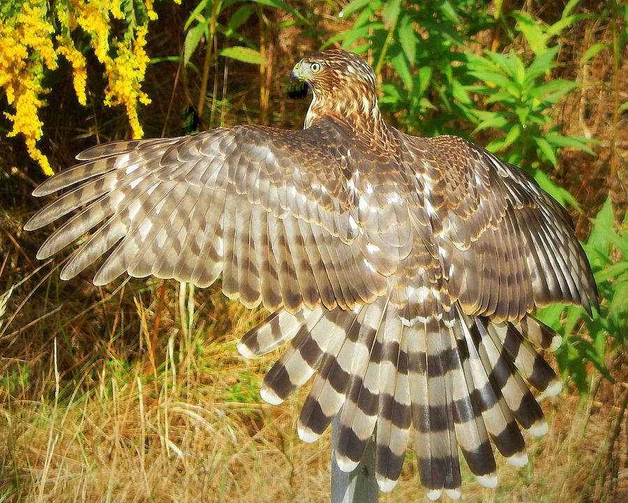 Cooper's wings Photograph by Karen Cook - Fine Art America