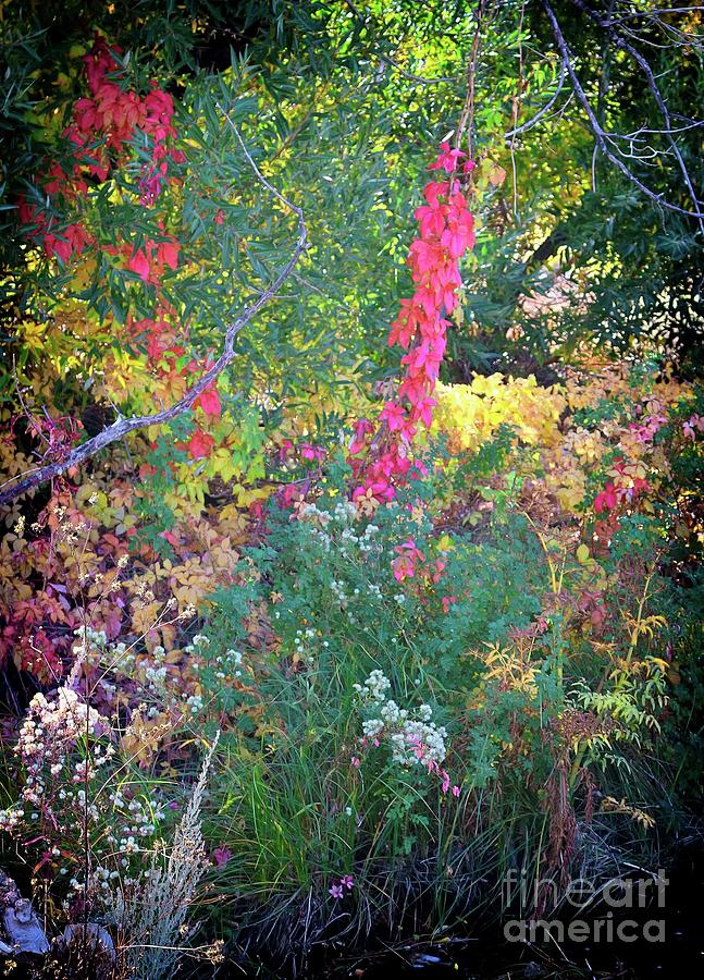 Colors Along the Owens River Photograph by Gus McCrea