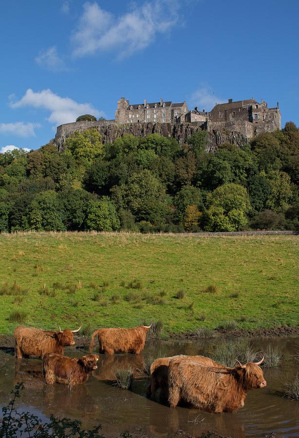 Stirling Castle Photograph - Coos Below the Castle by Eric Said