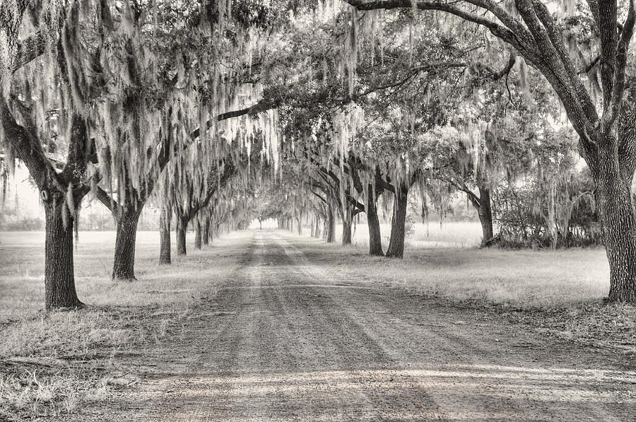 Coosaw Plantation Avenue of Oaks Photograph by Scott Hansen