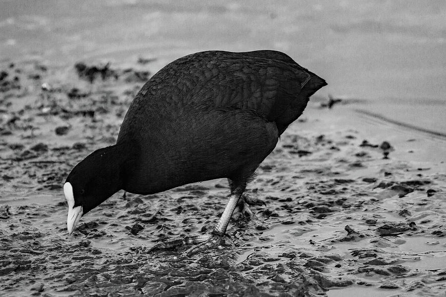 Coot Photograph by Ed James