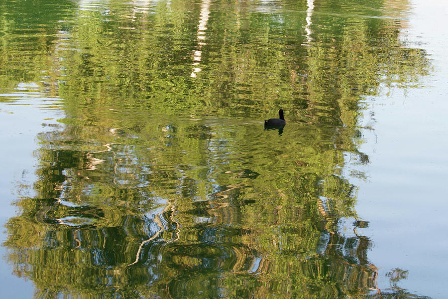 Coot on a Reflection Photograph by Cheryl Day