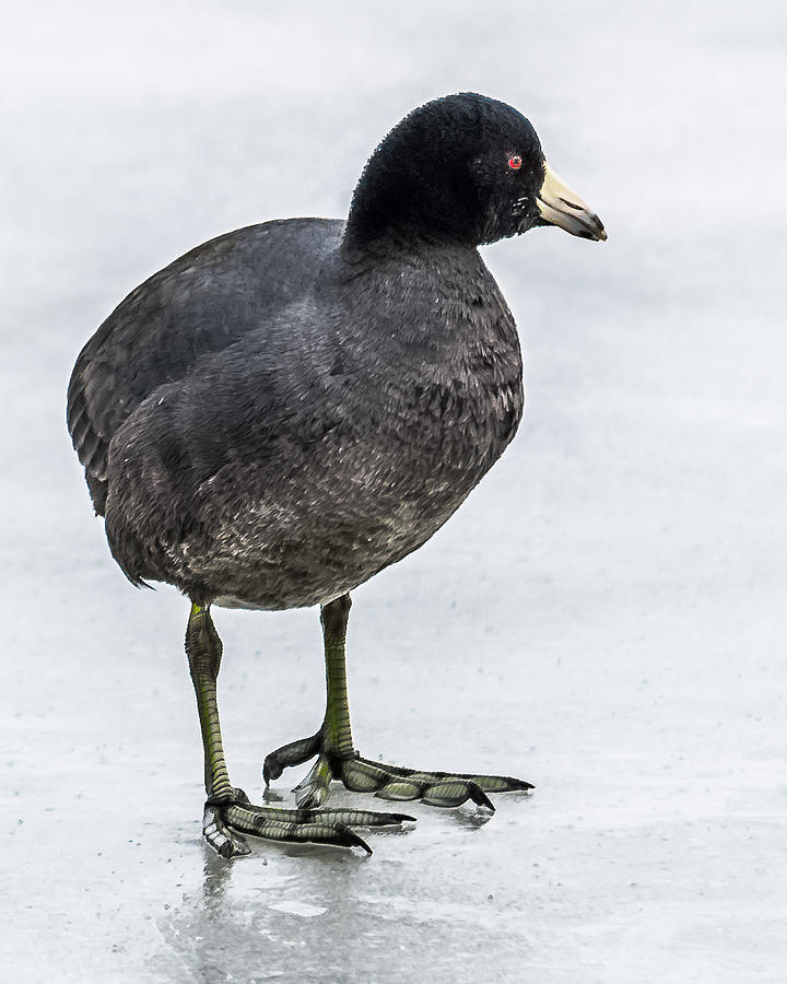 Coot On Ice Photograph by Yeates Photography