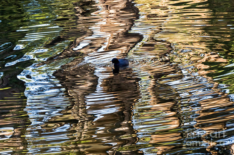 Coot Reflections Photograph by Kate Brown