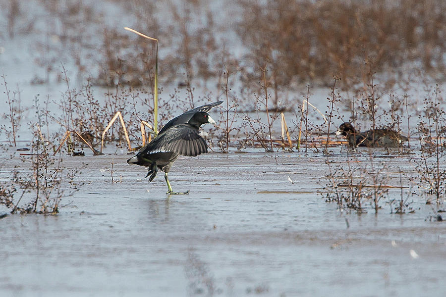 Coot Skootin' Photograph by Ronnie Maum - Pixels