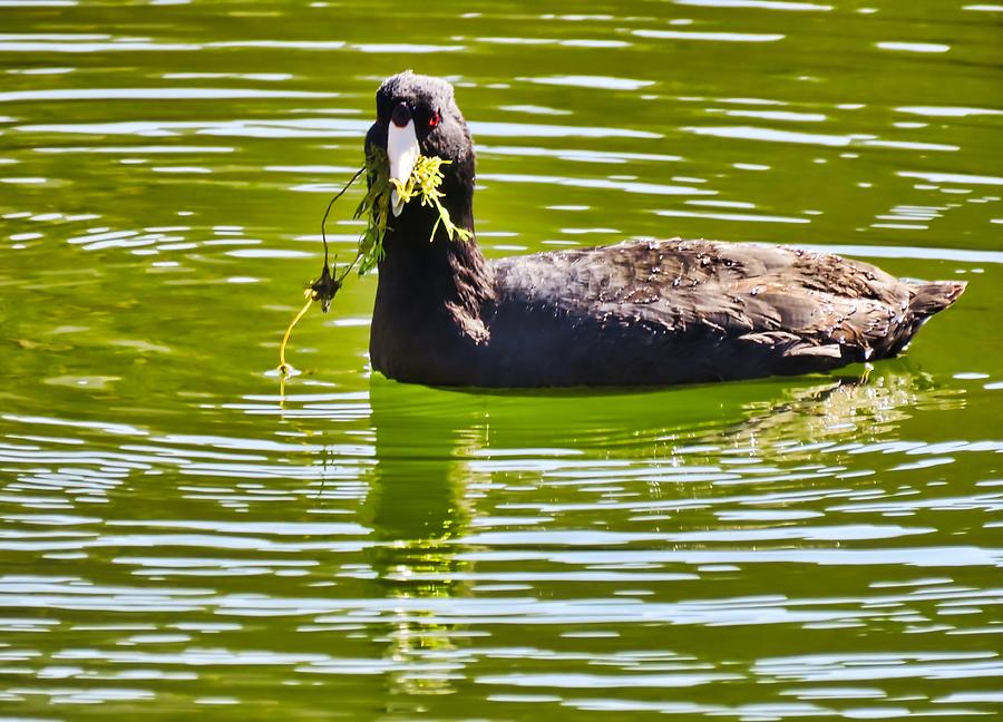 Coot Snacking at the Arboretum Photograph by Judy Kennedy