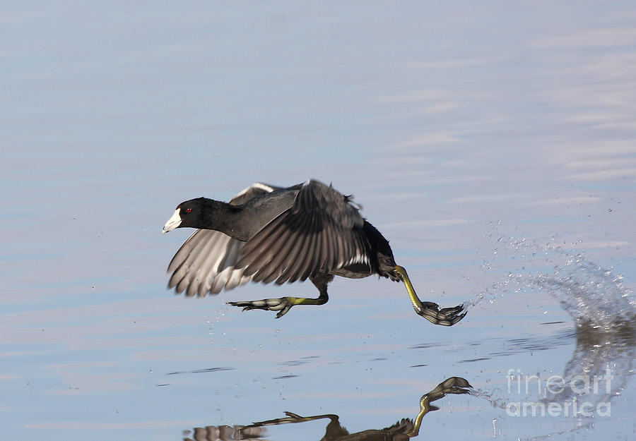 Coot Walkin On Water  Photograph by Ruth Jolly