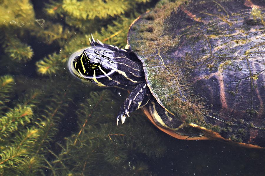 Cooter Swimming Photograph by Warren Thompson