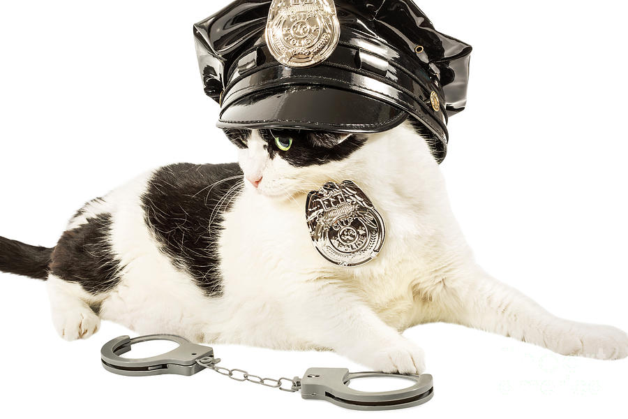 Cop police cat Photograph by Benny Marty
