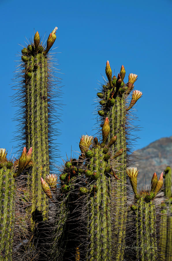 Copao - Wild Cactus Fruit Photograph by Maria Angelica Maira