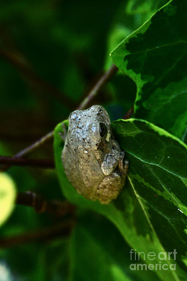 Copes Gray Tree Frog Photograph by Kelly Nowak