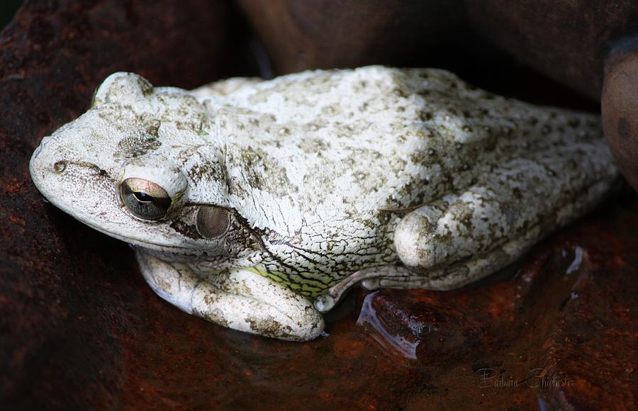 Copes Gray Treefrog Photograph by Barbara Chichester