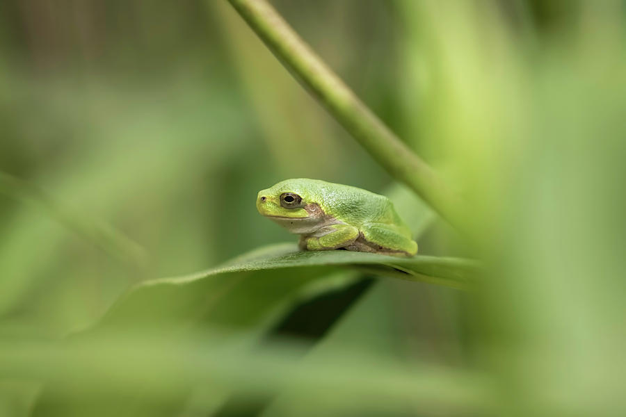 Copes Gray Treefrog Photograph by Thomas Young